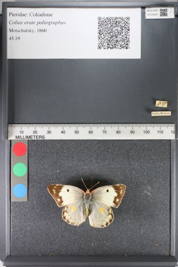 Media type: image;   Entomology 125281